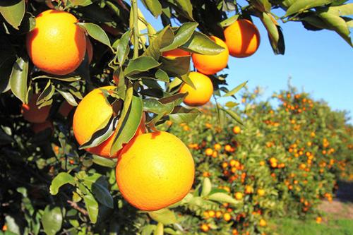 States with the Highest Psychiatrist Pay and Employment Levels Florida