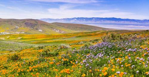 States with the Highest Psychiatrist Pay and Employment Levels California